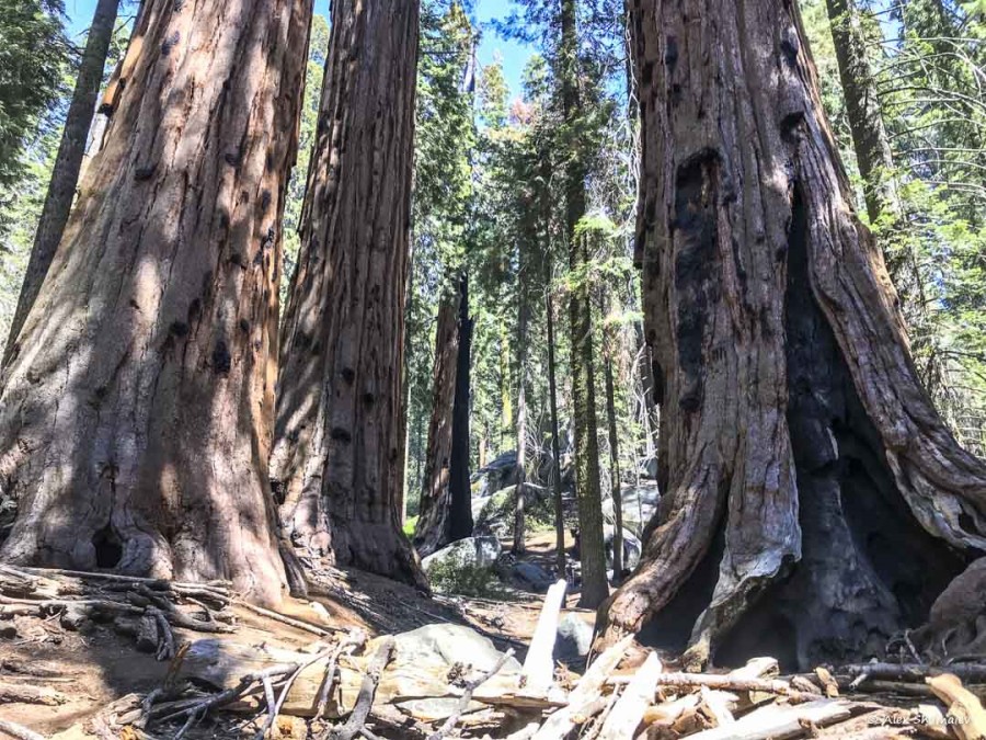 12-gigantskiy-les-sequoia-general-sherman-i-tropa.jpg