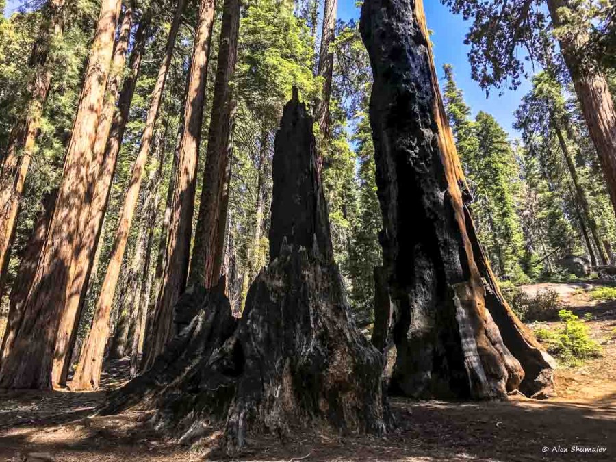 14-gigantskiy-les-sequoia-general-sherman-i-tropa.jpg