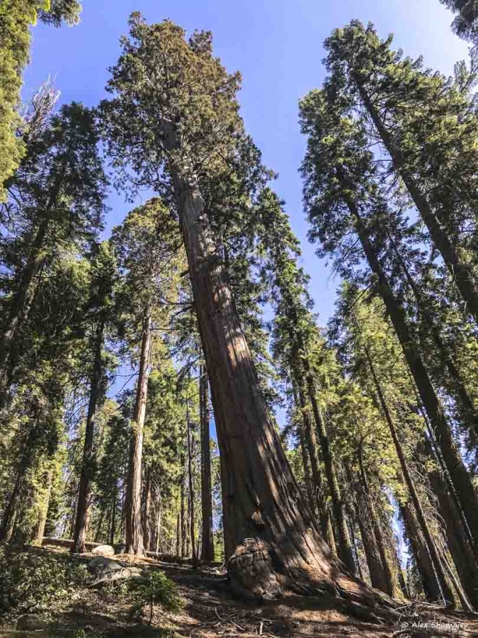 17-gigantskiy-les-sequoia-general-sherman-i-tropa.jpg