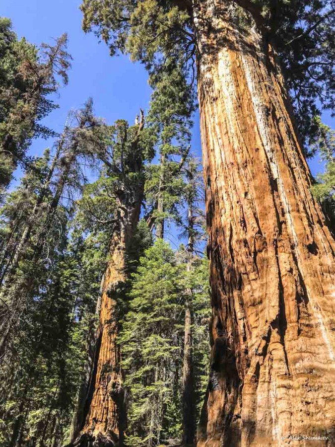 18-gigantskiy-les-sequoia-general-sherman-i-tropa.jpg