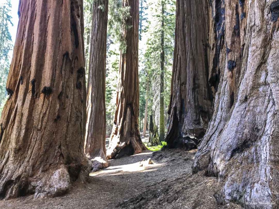 19-gigantskiy-les-sequoia-general-sherman-i-tropa.jpg