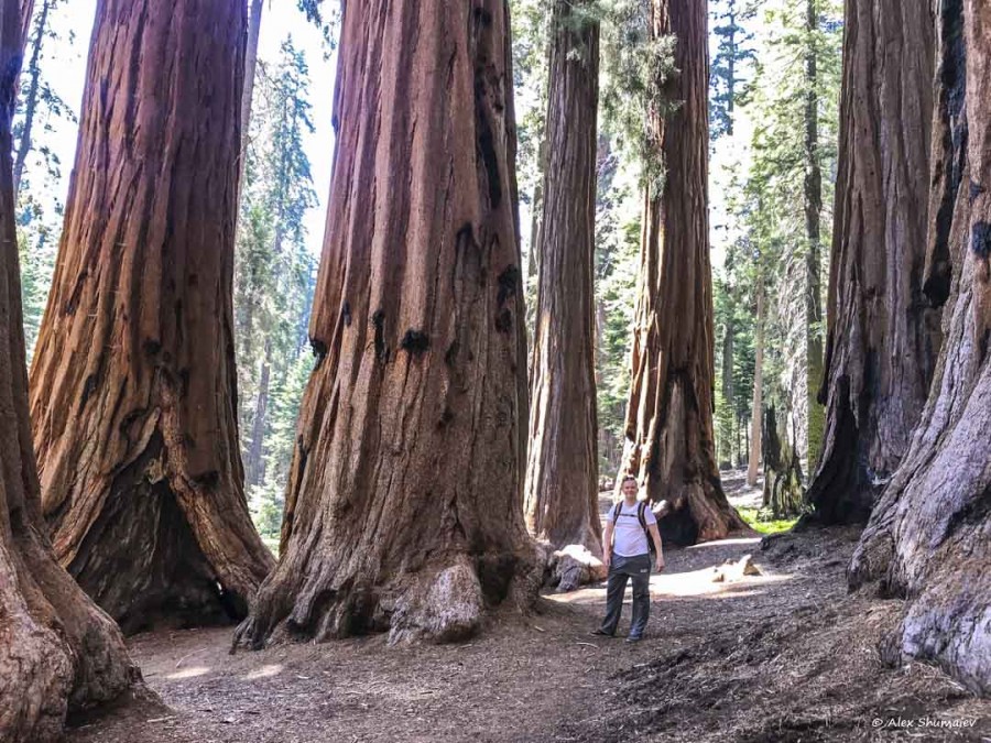 20-gigantskiy-les-sequoia-general-sherman-i-tropa.jpg