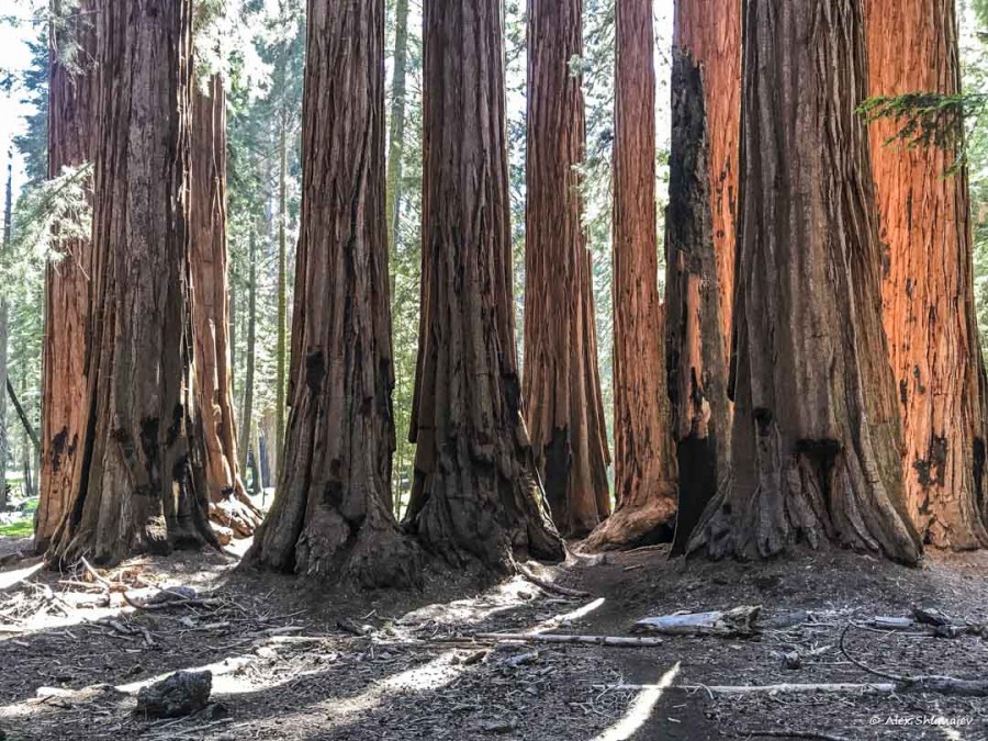 21-gigantskiy-les-sequoia-general-sherman-i-tropa.jpg