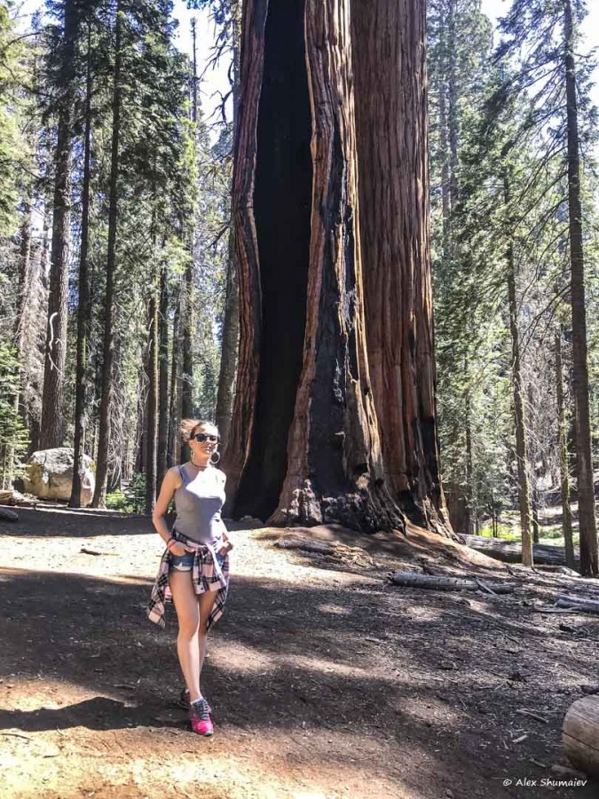23-gigantskiy-les-sequoia-general-sherman-i-tropa.jpg
