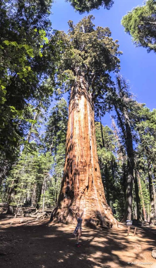 24-gigantskiy-les-sequoia-general-sherman-i-tropa.jpg