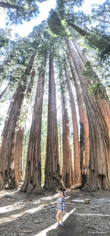 25-gigantskiy-les-sequoia-general-sherman-i-tropa.jpg