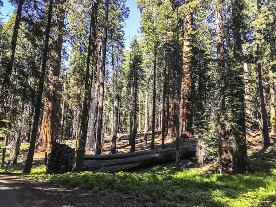 27-gigantskiy-les-sequoia-general-sherman-i-tropa.jpg