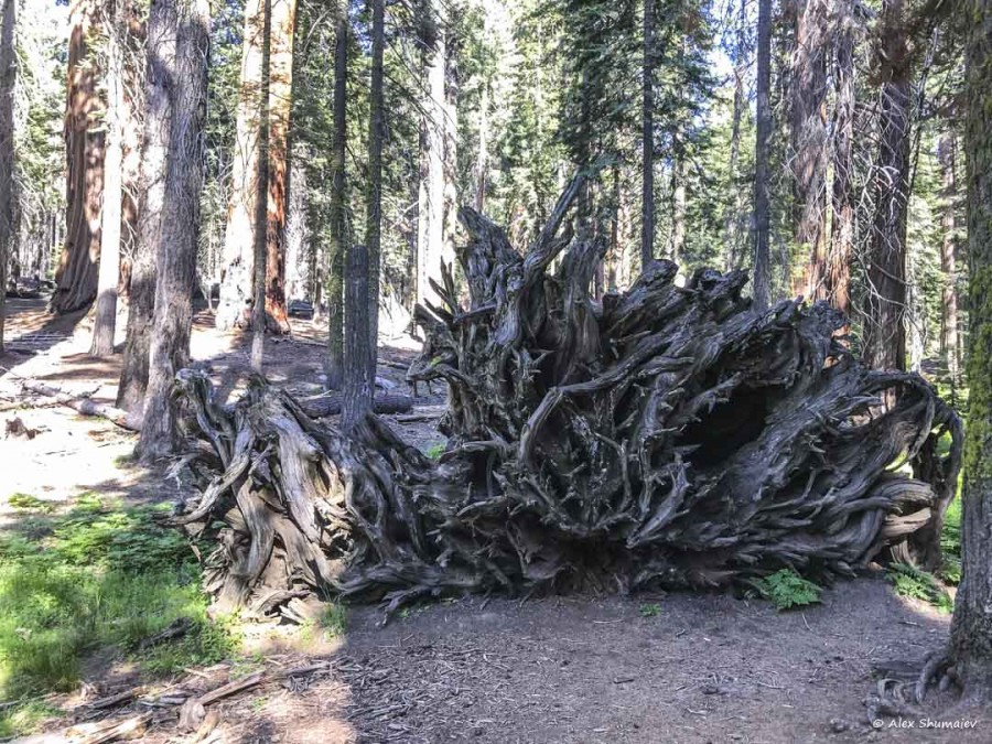 28-gigantskiy-les-sequoia-general-sherman-i-tropa.jpg