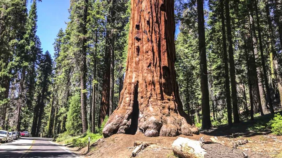 3-gigantskiy-les-sequoia-general-sherman-i-tropa.jpg