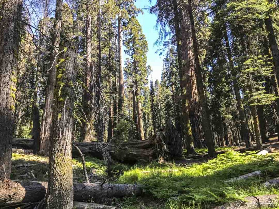 30-gigantskiy-les-sequoia-general-sherman-i-tropa.jpg
