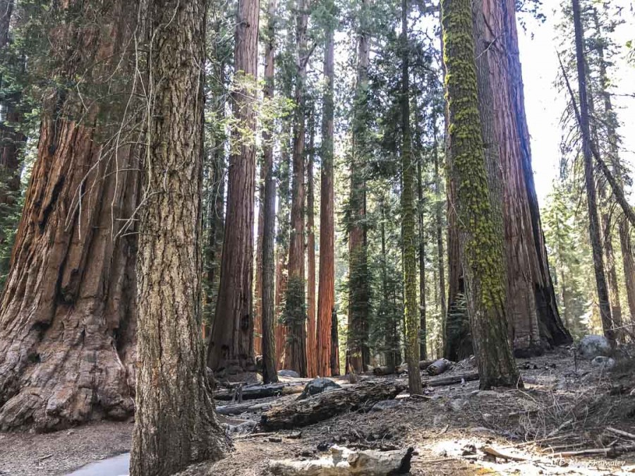 31-gigantskiy-les-sequoia-general-sherman-i-tropa.jpg