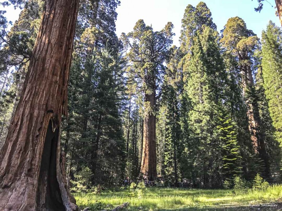 33-gigantskiy-les-sequoia-general-sherman-i-tropa.jpg