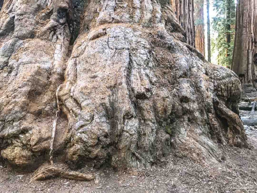34-gigantskiy-les-sequoia-general-sherman-i-tropa.jpg