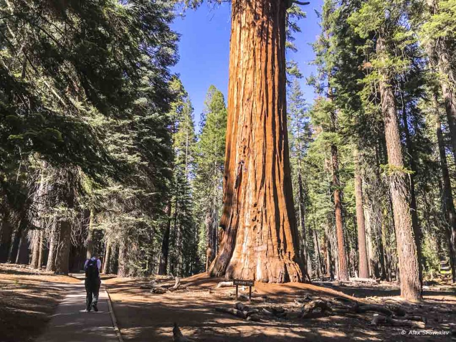 36-gigantskiy-les-sequoia-general-sherman-i-tropa.jpg