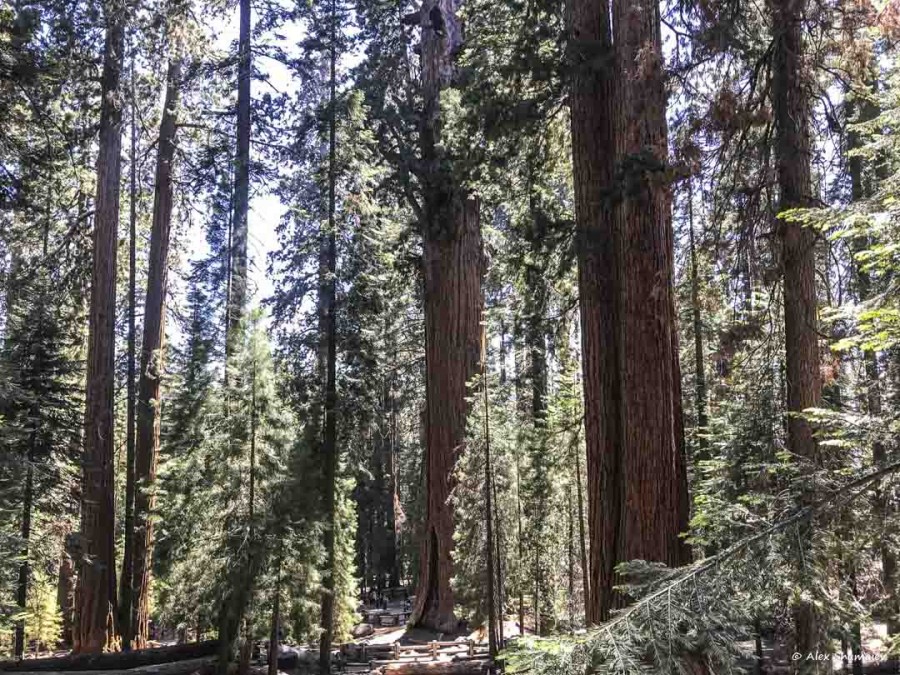 4-gigantskiy-les-sequoia-general-sherman-i-tropa.jpg