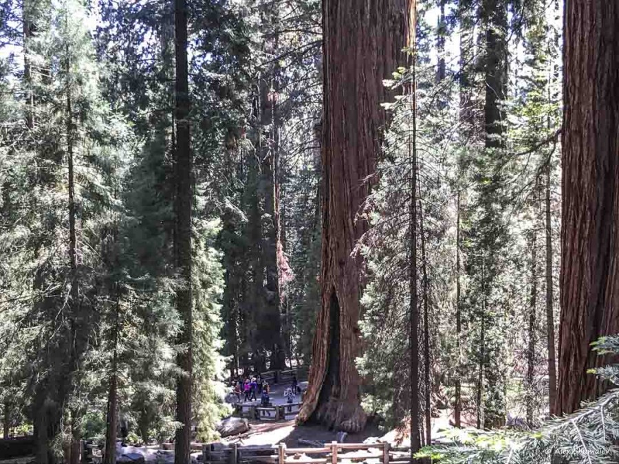 5-gigantskiy-les-sequoia-general-sherman-i-tropa.jpg