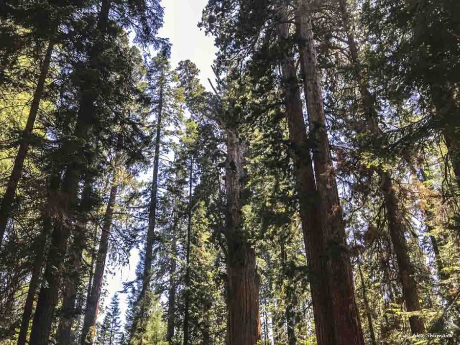 6-gigantskiy-les-sequoia-general-sherman-i-tropa.jpg