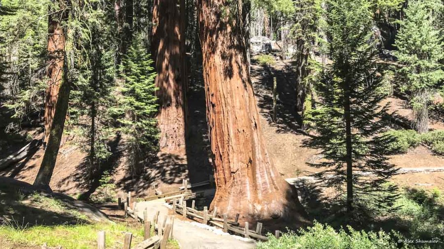 9-gigantskiy-les-sequoia-general-sherman-i-tropa.jpg