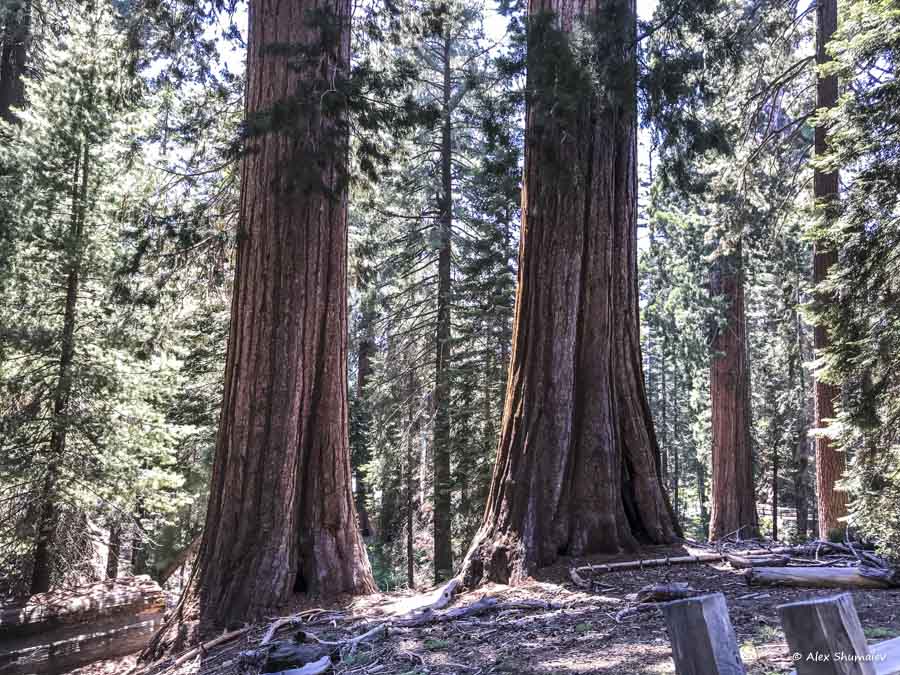9-sequoia-general-grant-odna-iz-zhemchuzhin-na-territorii-parka-kings-canyon.jpg
