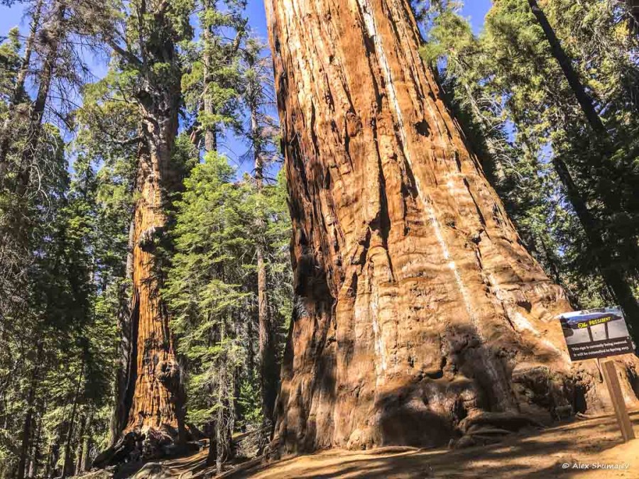 gigantskiy-les-sequoia-general-sherman-i-tropa.jpg